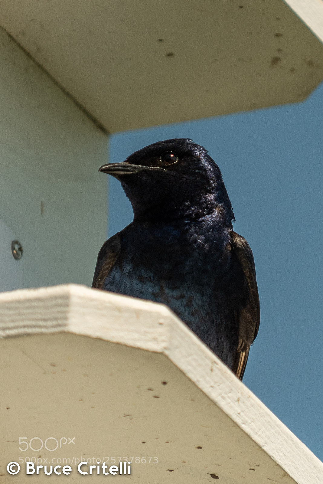 Nikon D750 sample photo. Common martin photography