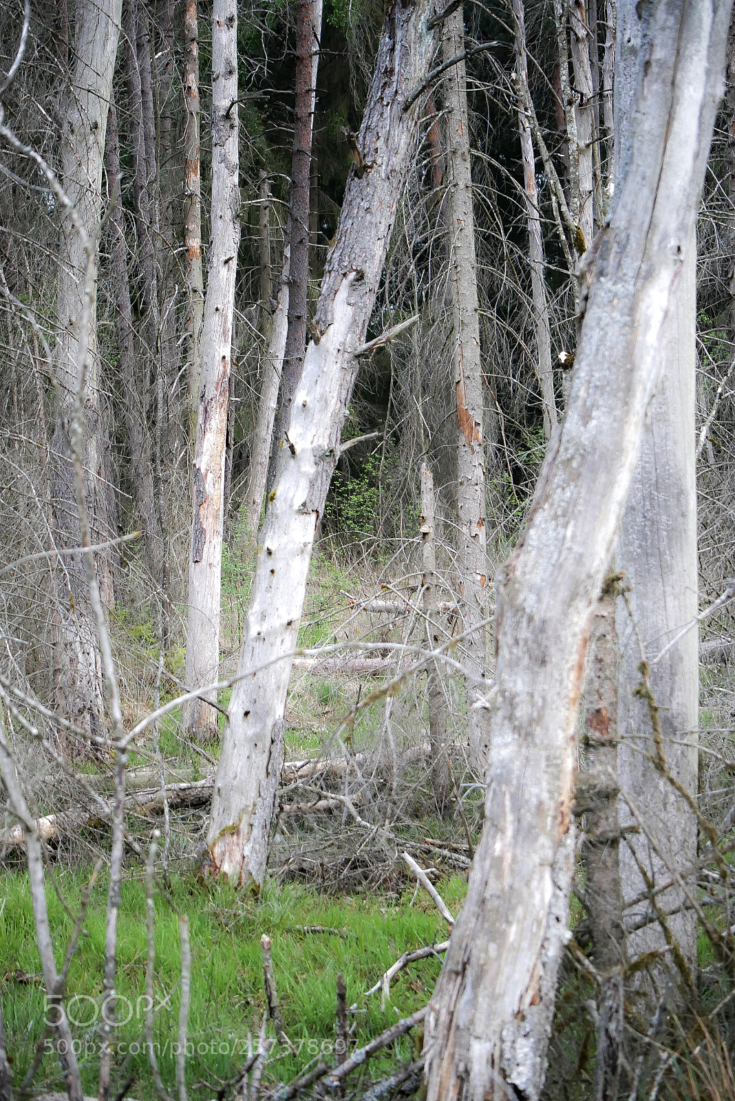 Panasonic DMC-G70 sample photo. Woodland photography