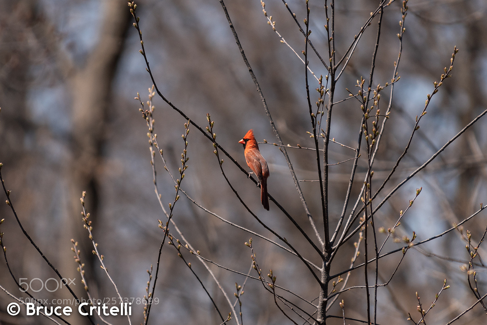 Nikon D750 sample photo. Male cardinal photography