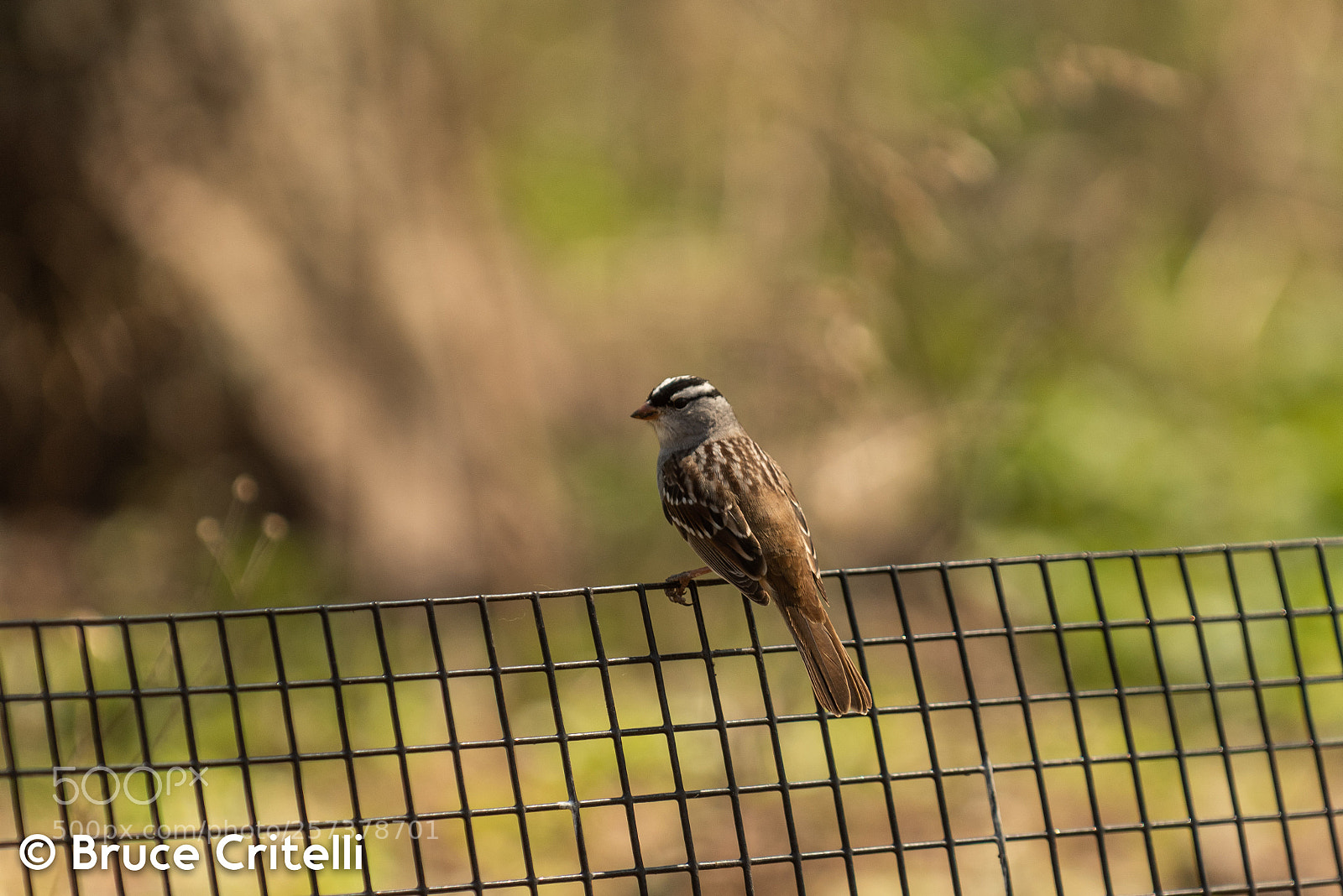 Nikon D750 sample photo. White-crowned sparrow photography