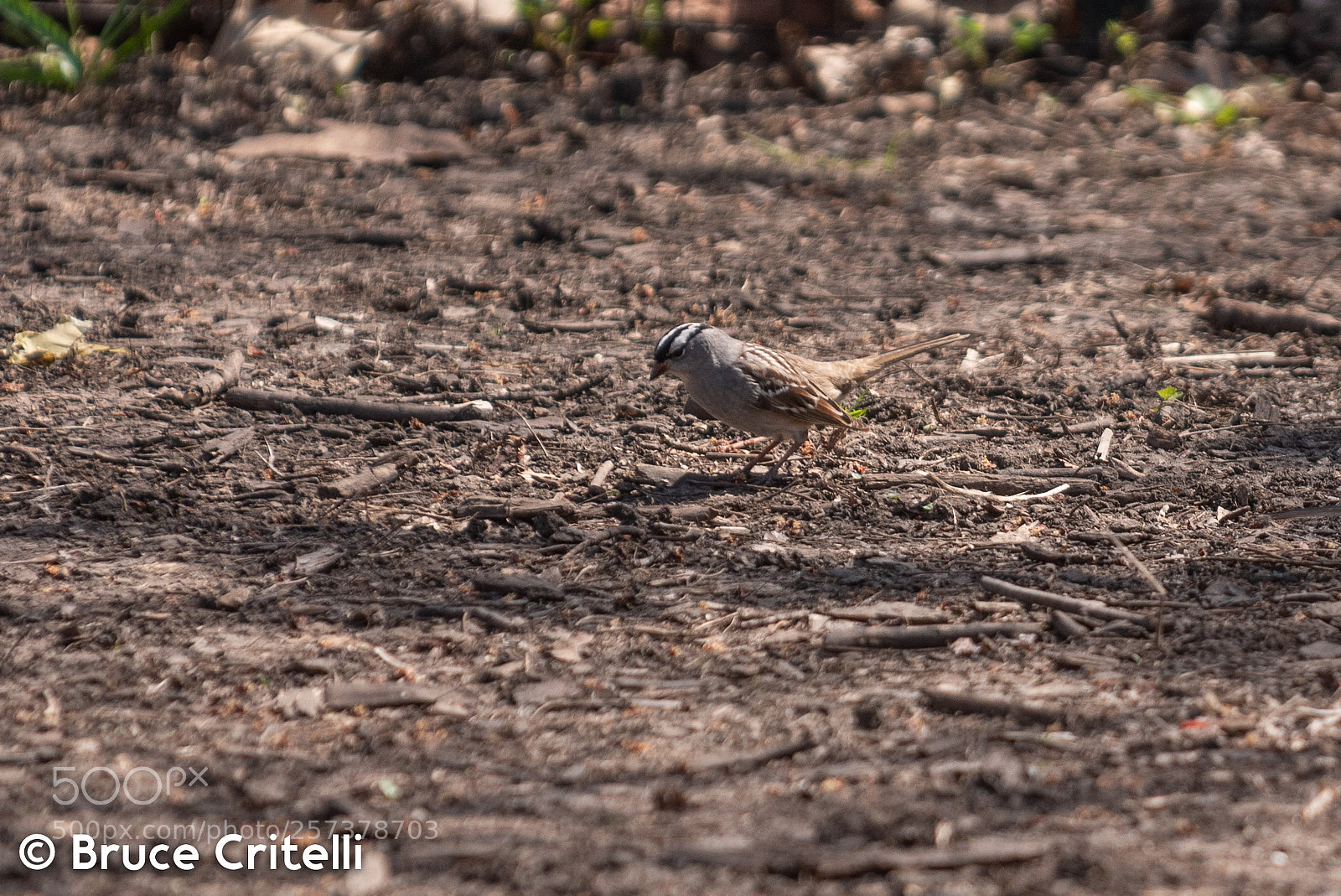 Nikon D750 sample photo. White-crowned sparrow photography