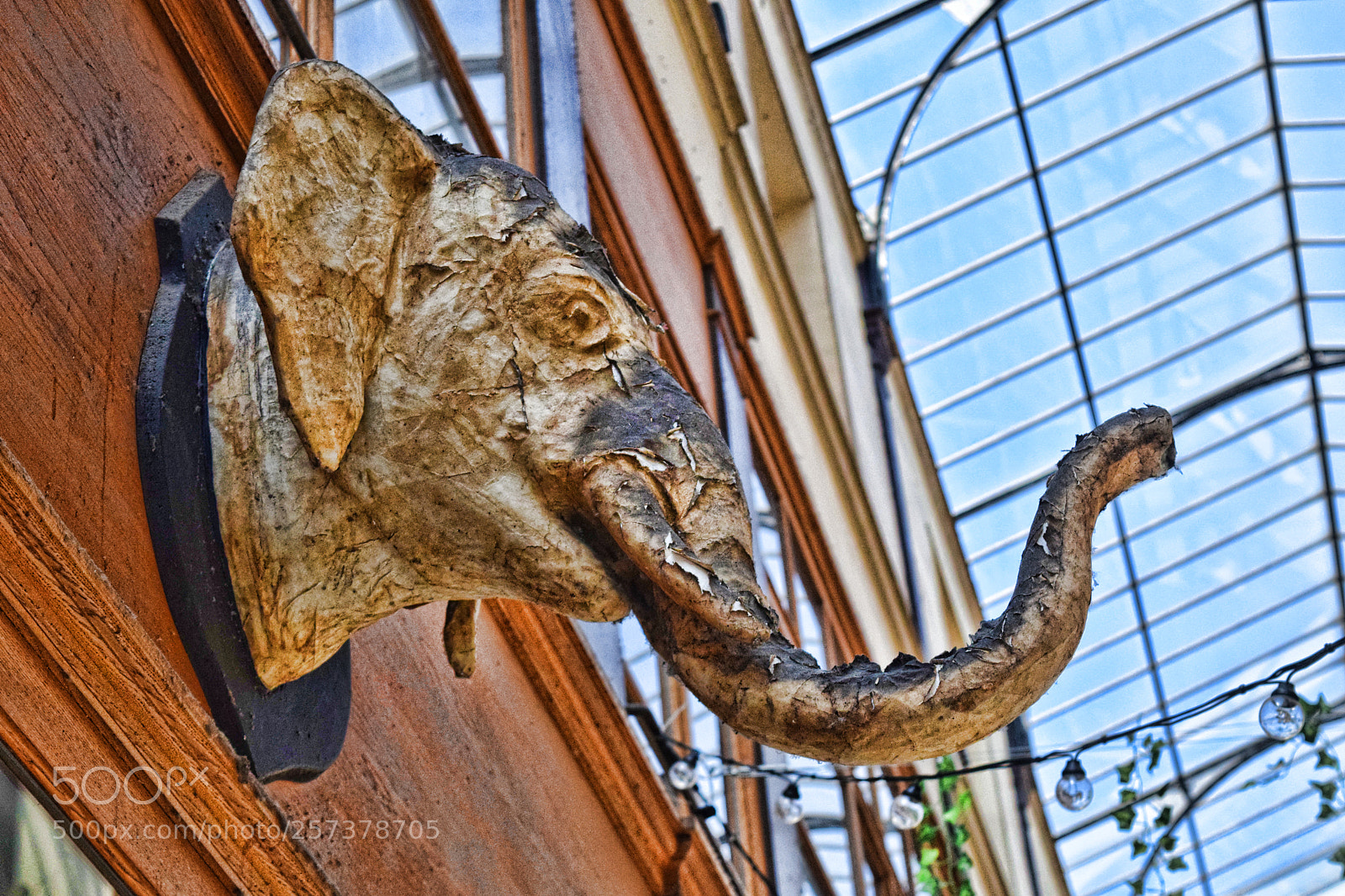 Nikon D3300 sample photo. Elephant photography