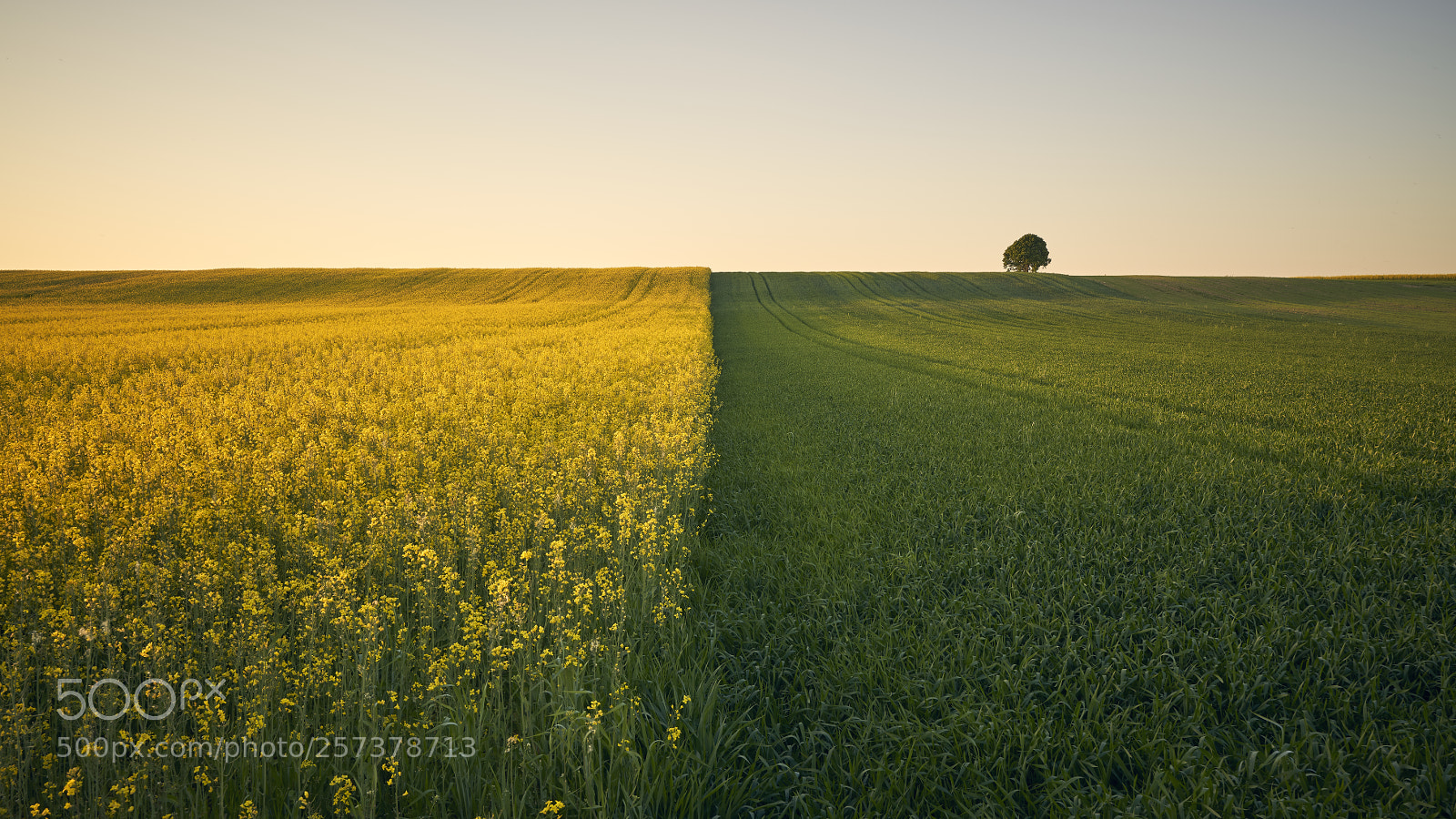 Sony a7R III sample photo. Untitled photography