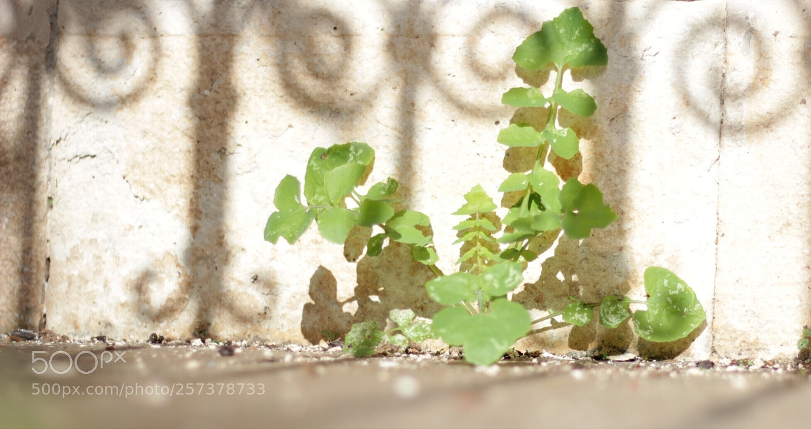 Canon EOS 550D (EOS Rebel T2i / EOS Kiss X4) sample photo. Untitled photography