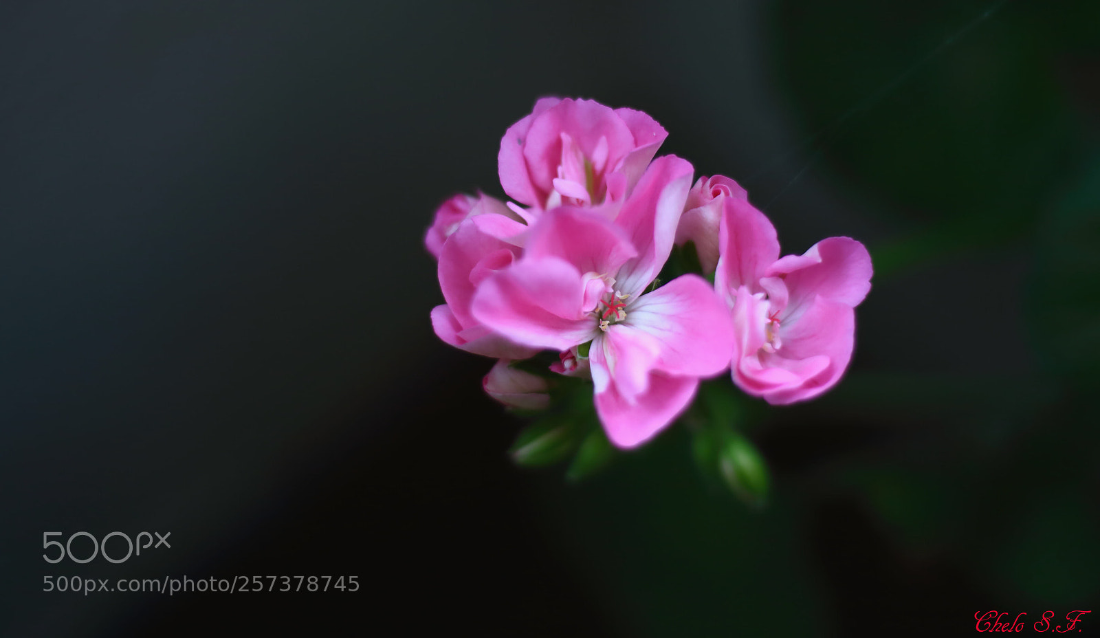 Canon EOS 6D sample photo. Untitled photography