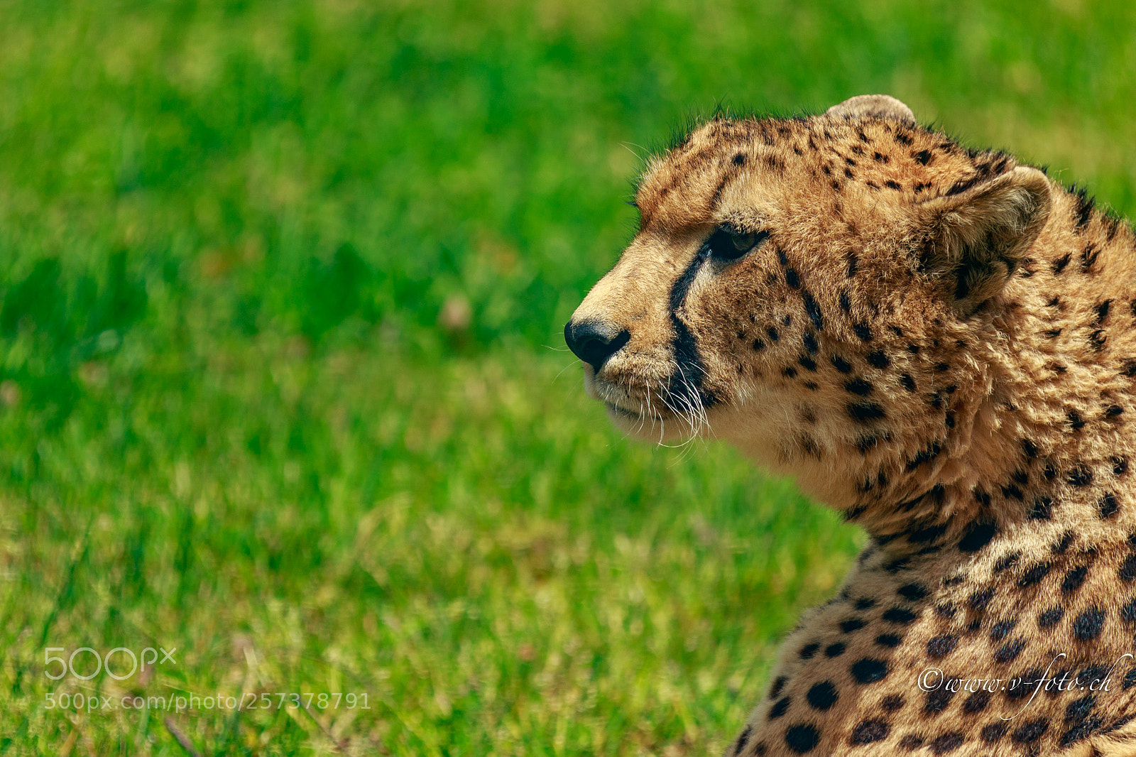 Canon EOS 7D Mark II sample photo. Lissabon zoo gepard photography