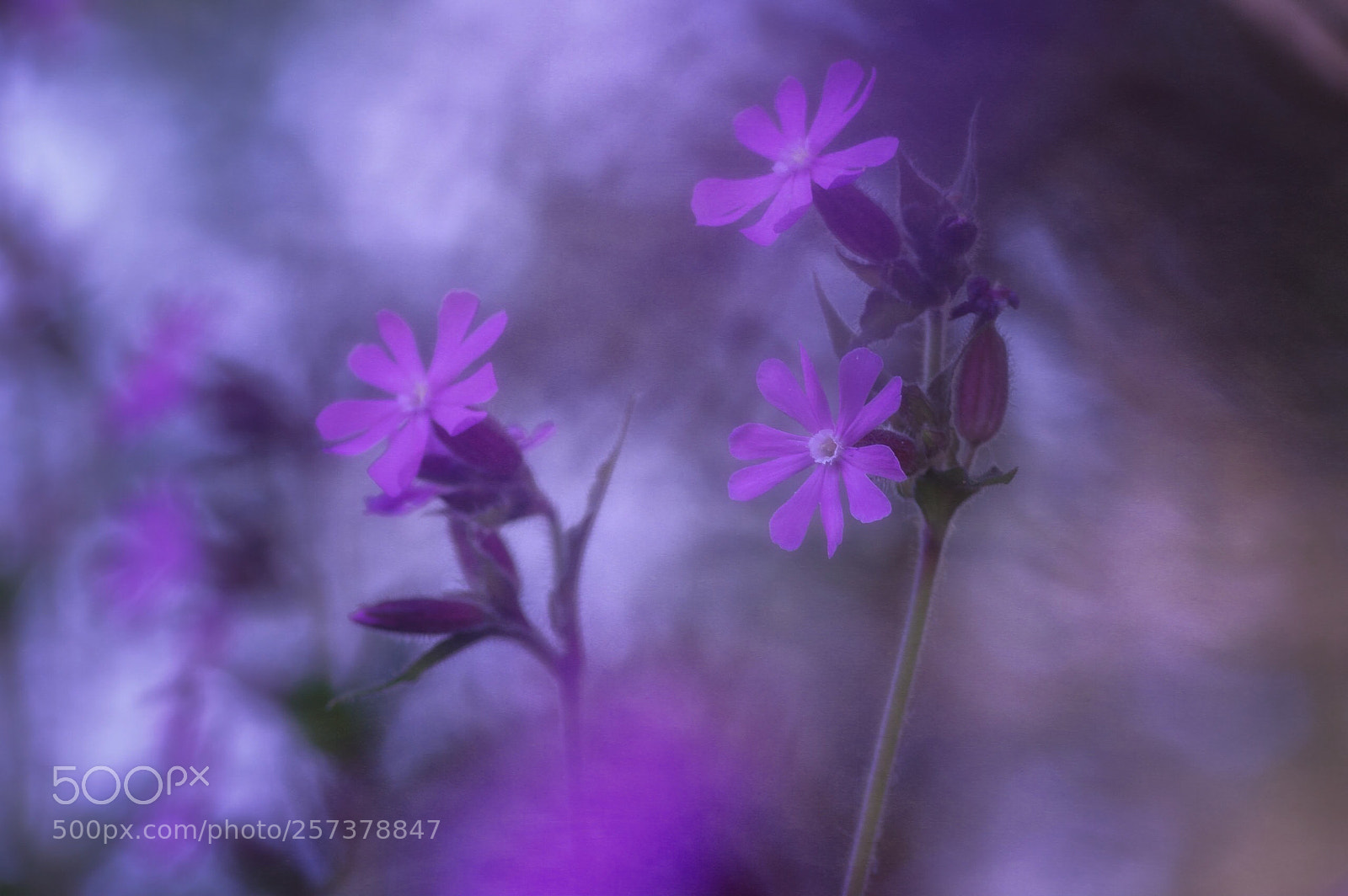 Pentax K-3 II sample photo. Spring photography