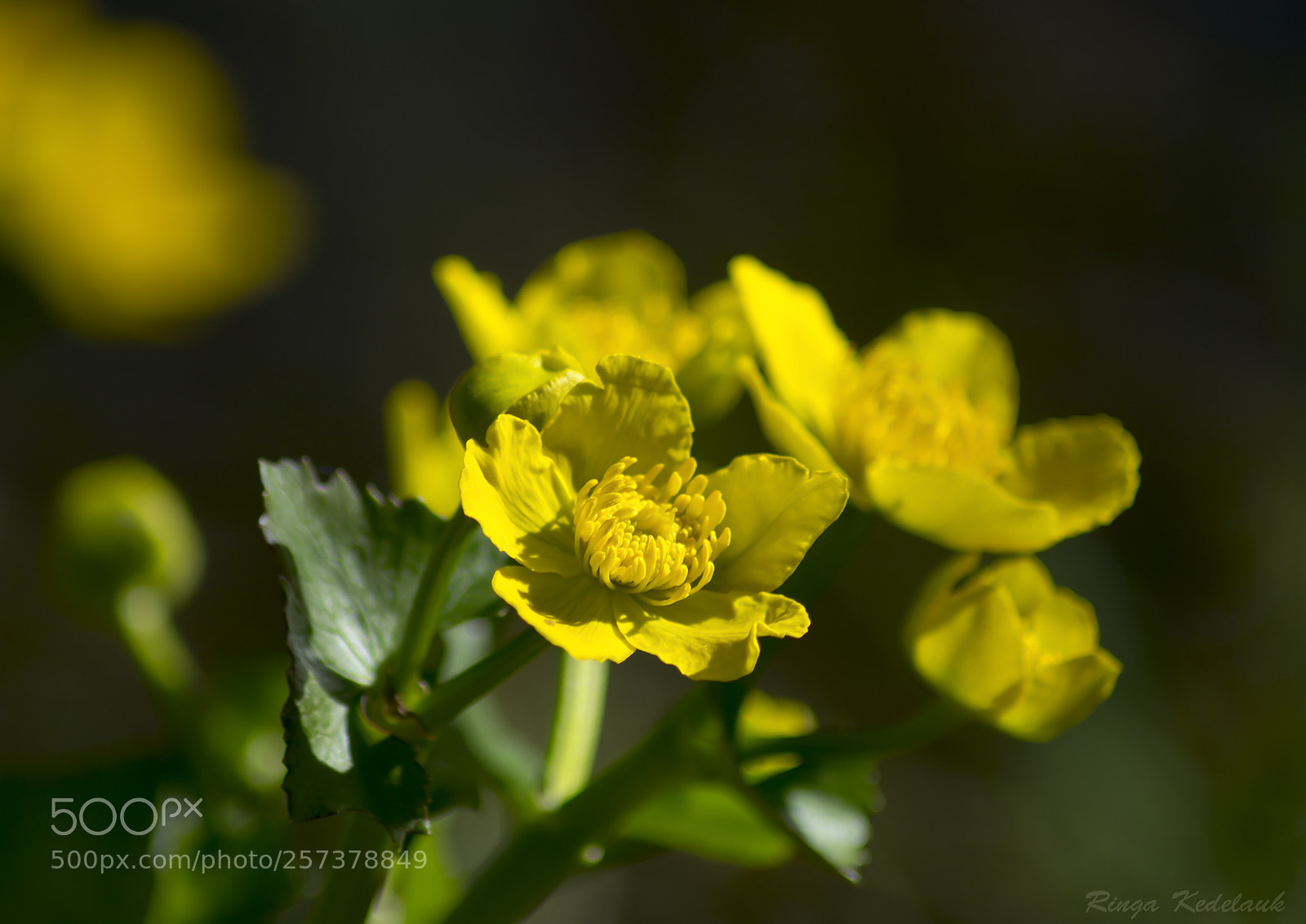 Nikon D3100 sample photo. Marsh-marigold photography