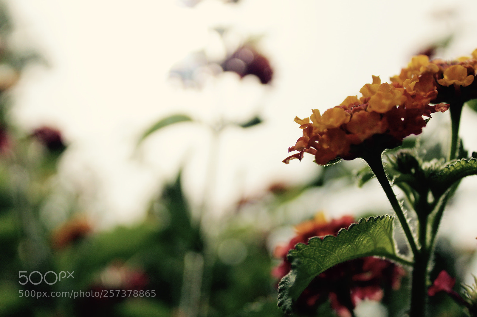Canon EOS 1200D (EOS Rebel T5 / EOS Kiss X70 / EOS Hi) sample photo. Barreiro photography