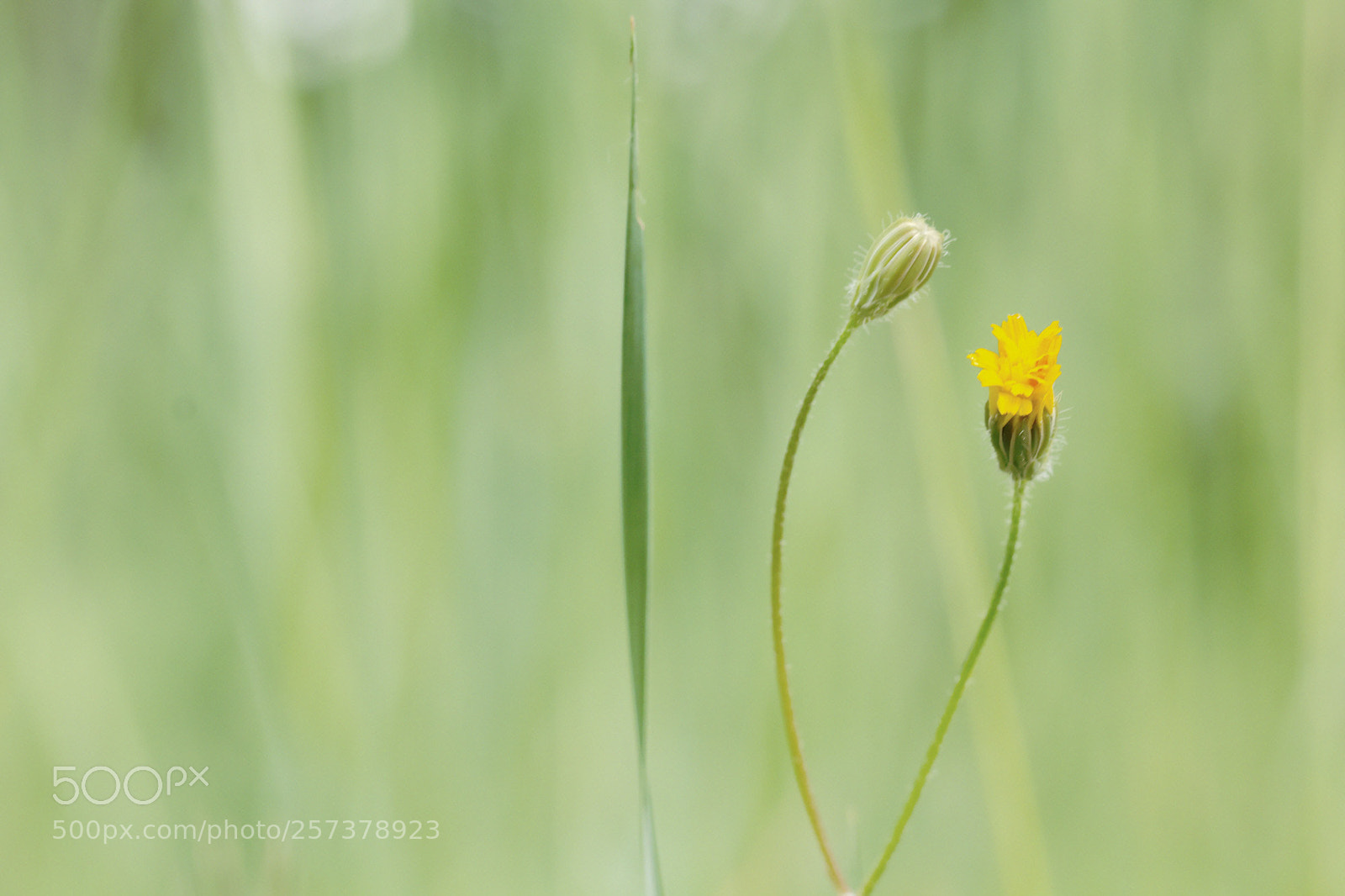 Canon EOS 60D sample photo. Naissance d'une fleur photography