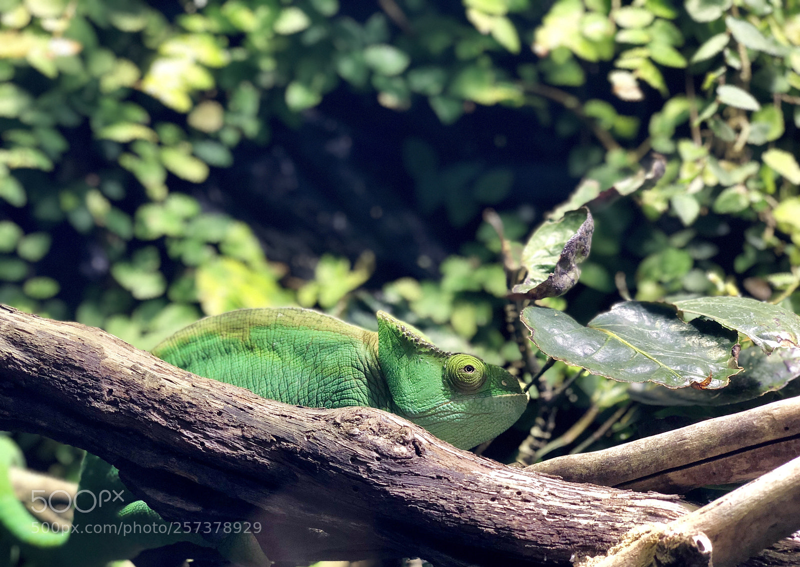 Apple iPhone X sample photo. Lizard photography