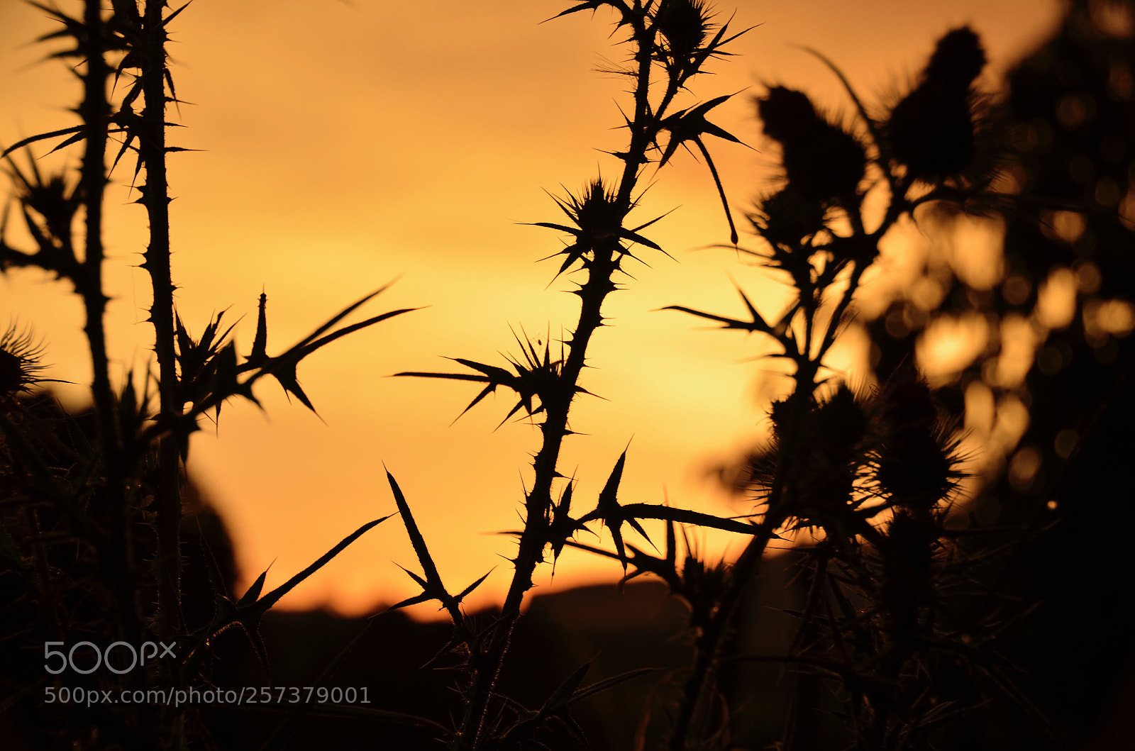 Nikon D7000 sample photo. Untitled photography