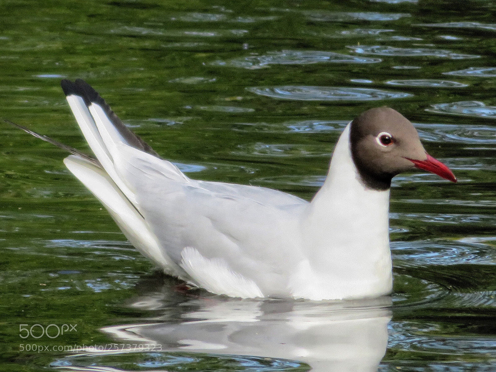 Canon PowerShot SX720 HS sample photo. Laughing gull photography
