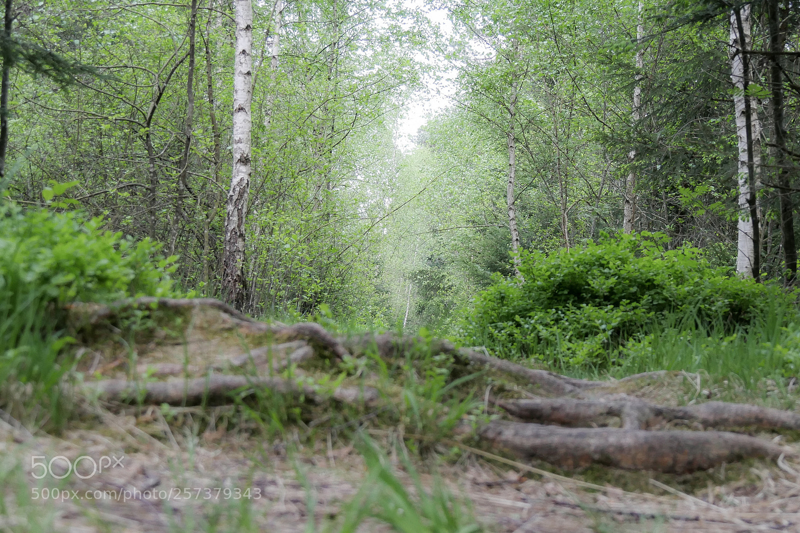 Panasonic DMC-G70 sample photo. Woodland photography