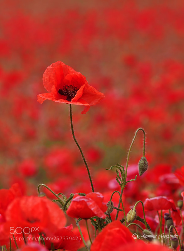 Olympus OM-D E-M1 Mark II sample photo. Dance in red photography