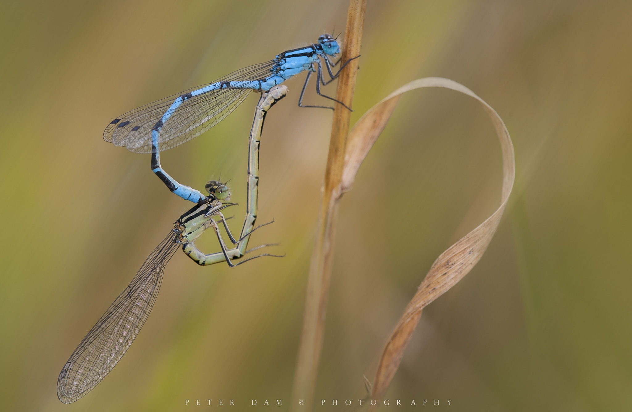 Canon EOS-1D Mark III sample photo. The azure damselflies photography