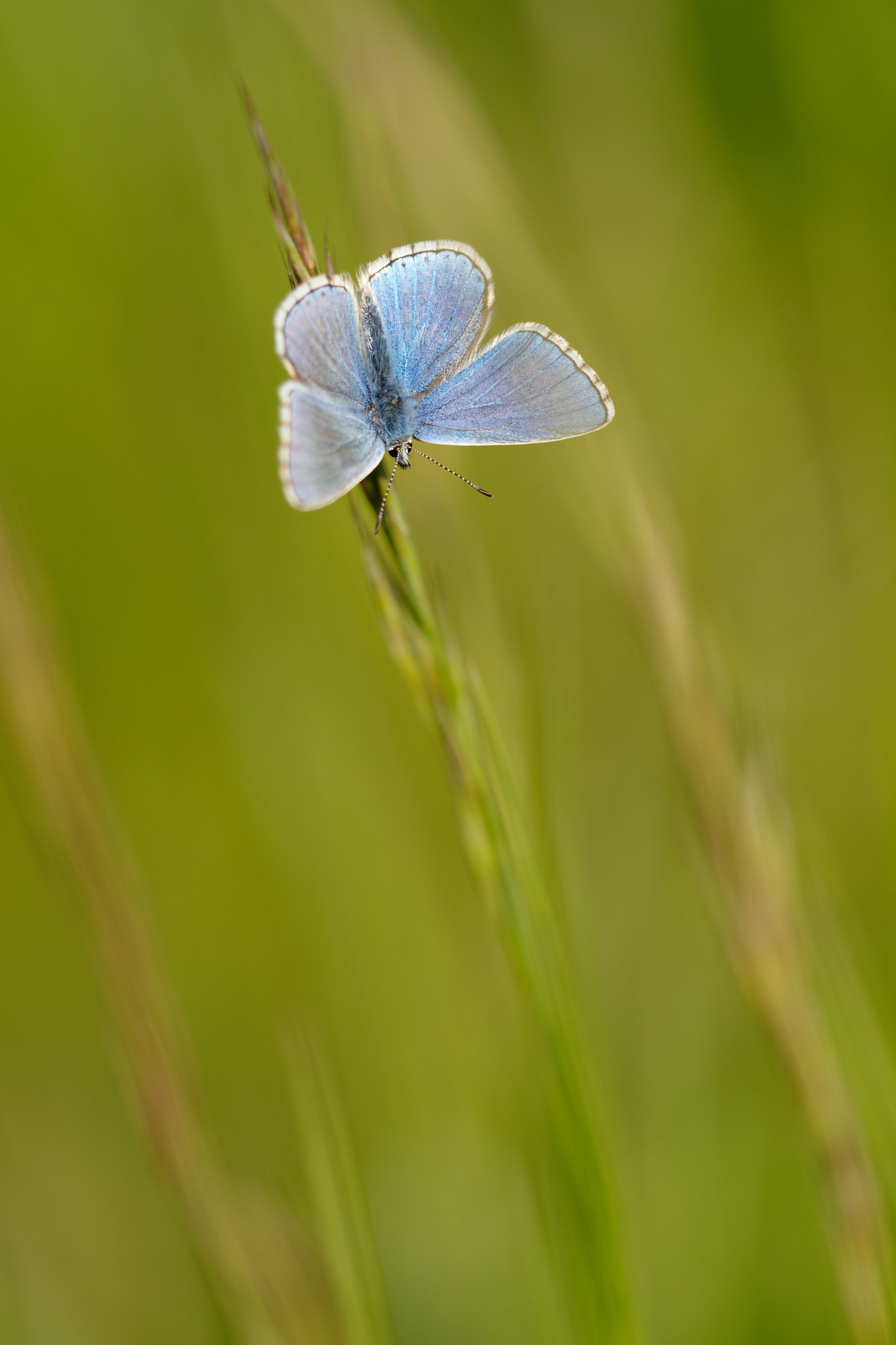 Nikon D7100 + Sigma 150mm F2.8 EX DG Macro HSM sample photo. Argus 1er photography