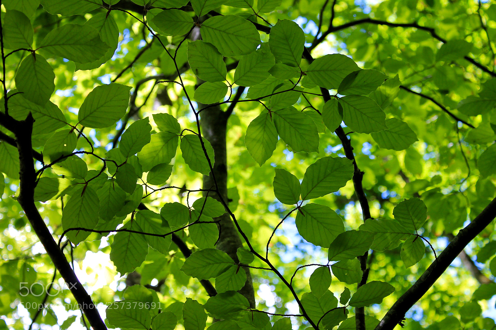 Canon EOS 1100D (EOS Rebel T3 / EOS Kiss X50) sample photo. Green photography