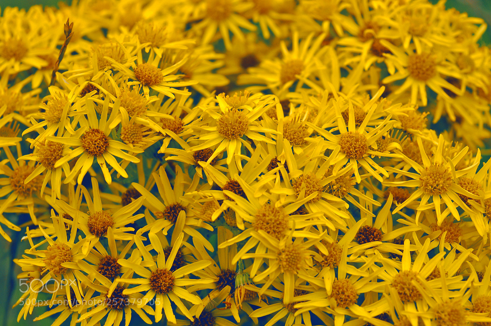 Nikon D50 sample photo. Daisy flower photography
