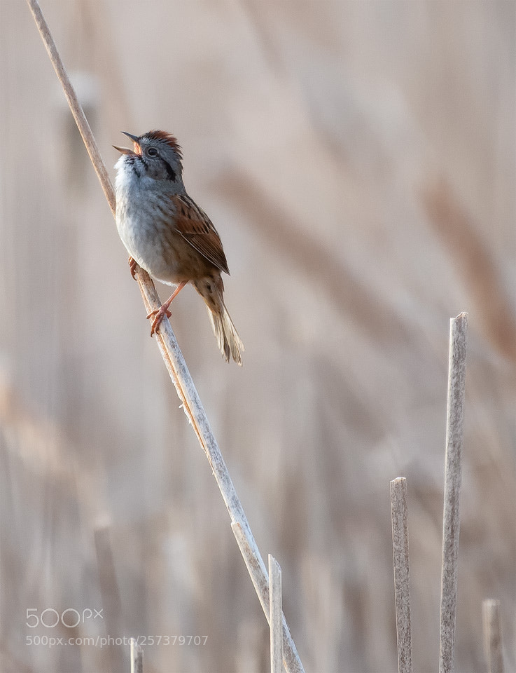 Nikon D750 sample photo. Sing a song photography