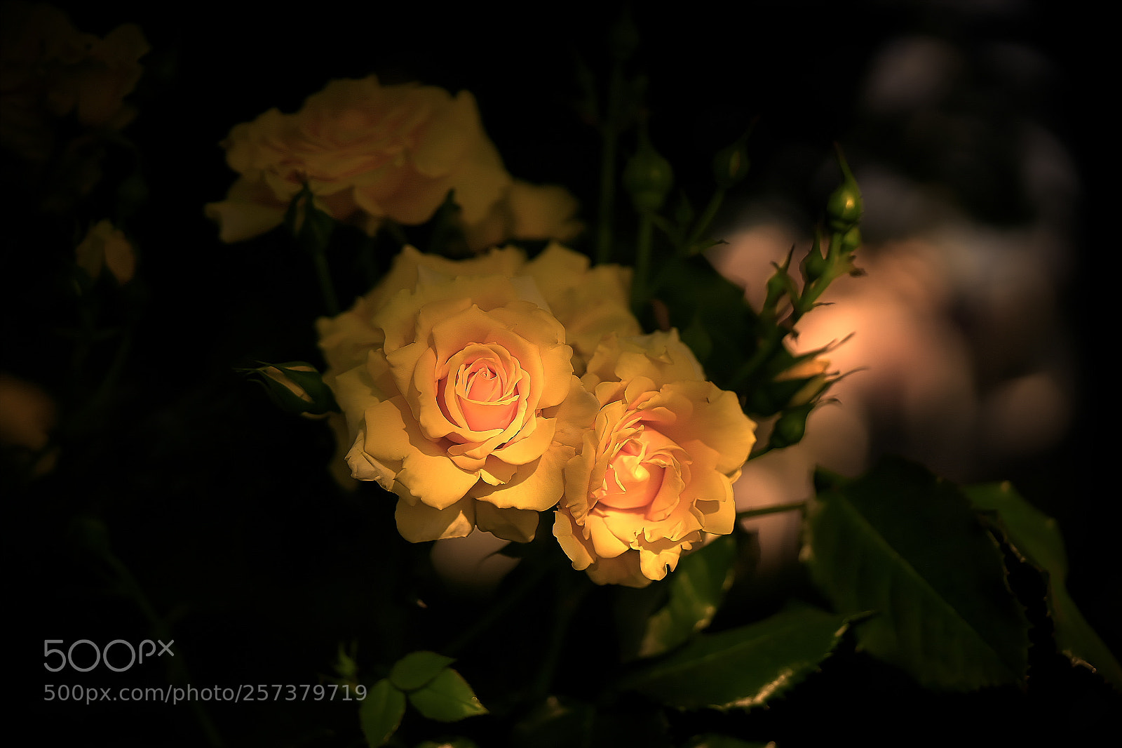 Sony a7 sample photo. Roses photography