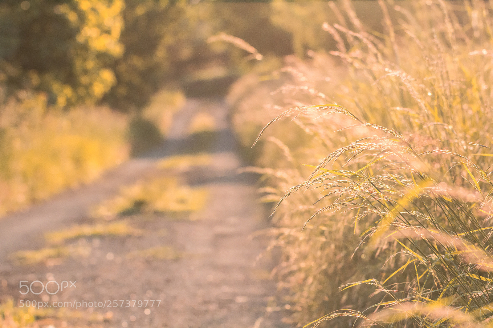 Canon EOS 60D sample photo. Chemin lors de l'heure photography