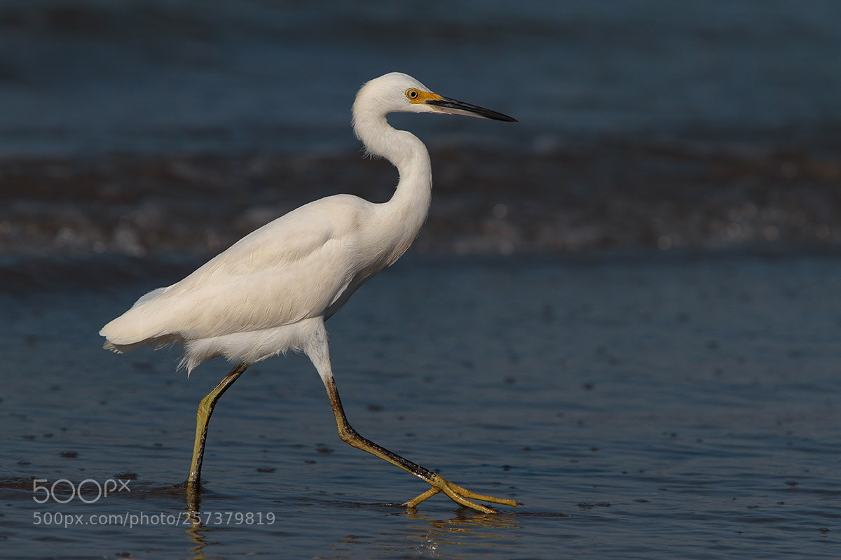 Canon EOS 7D sample photo. The snowy egret egretta photography