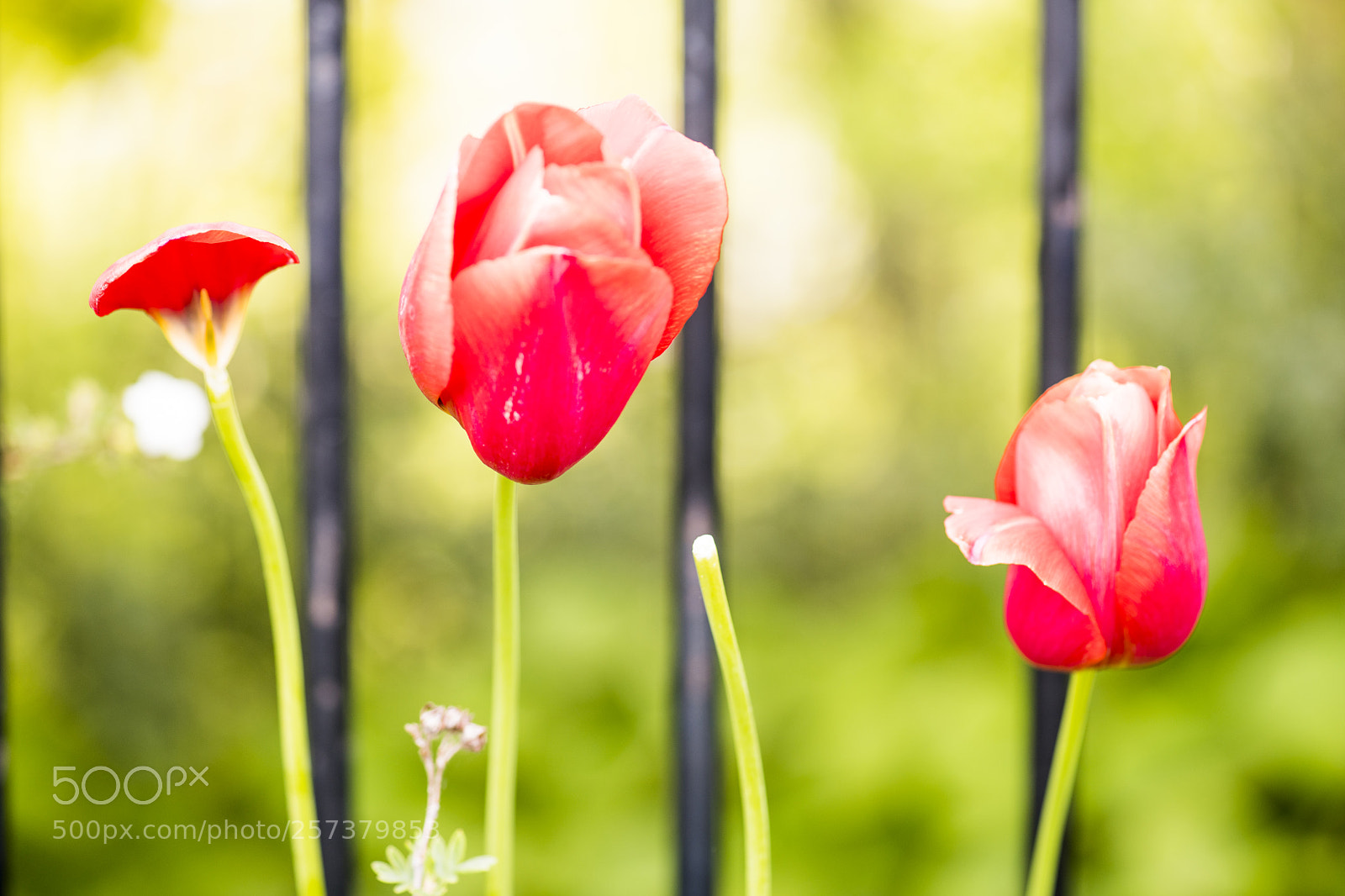 Nikon D850 sample photo. 3 red tulips photography