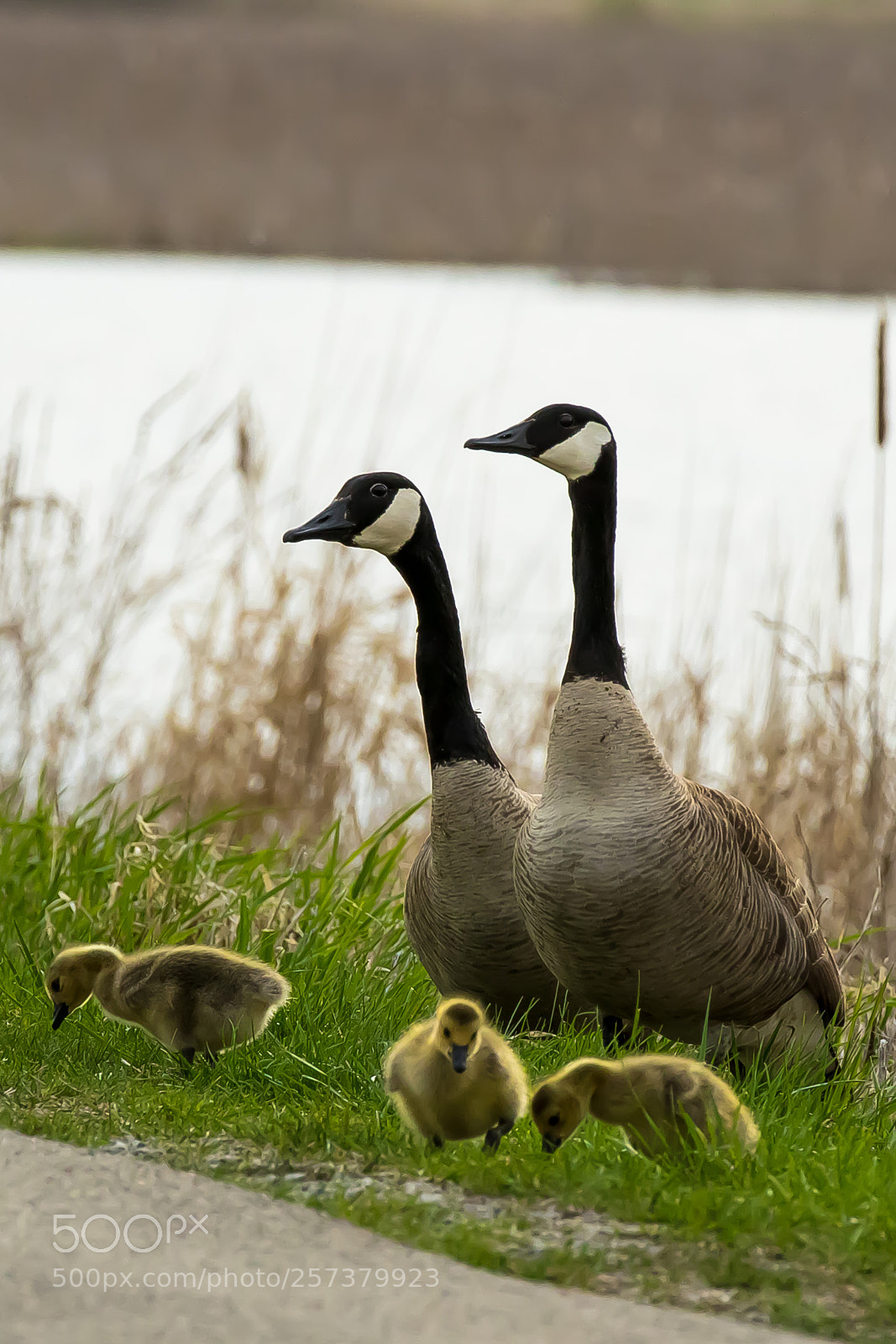 Canon EOS 7D Mark II sample photo. Family photography