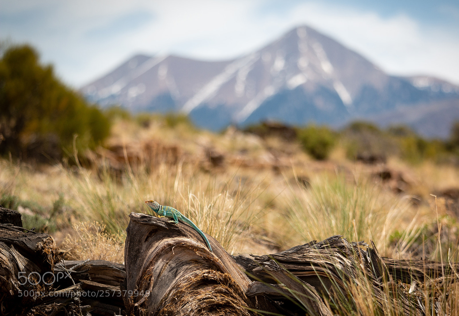 Canon EOS 70D sample photo. Lizard hangout photography