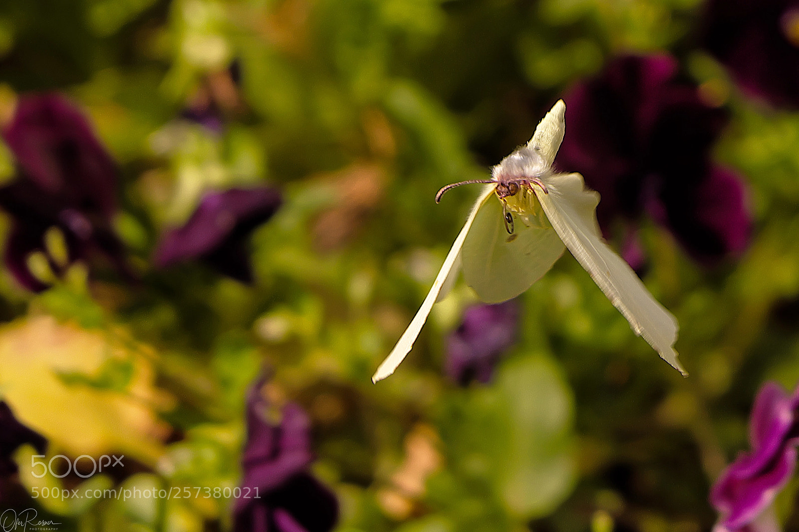 Fujifilm X-T2 sample photo. Catching a butterfly photography