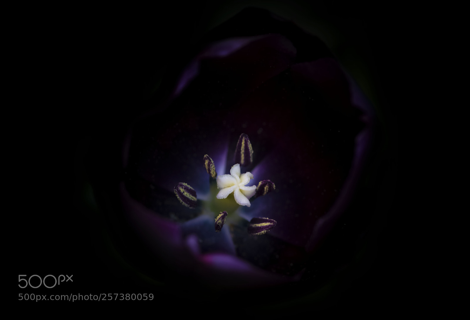 Nikon D800E sample photo. Center of a tulip photography