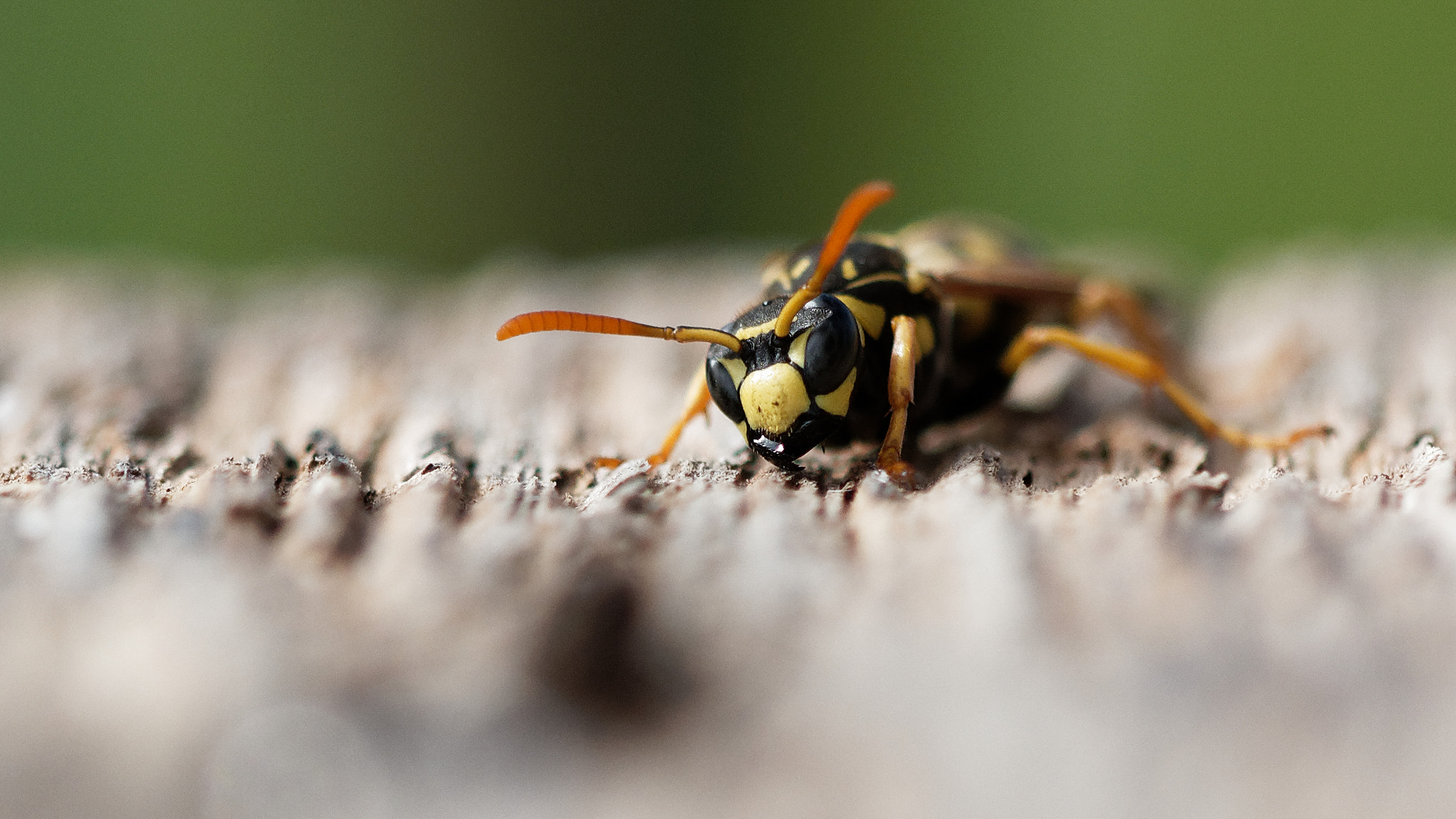 Nikon D7100 + Sigma 150mm F2.8 EX DG Macro HSM sample photo. Woodcutter photography