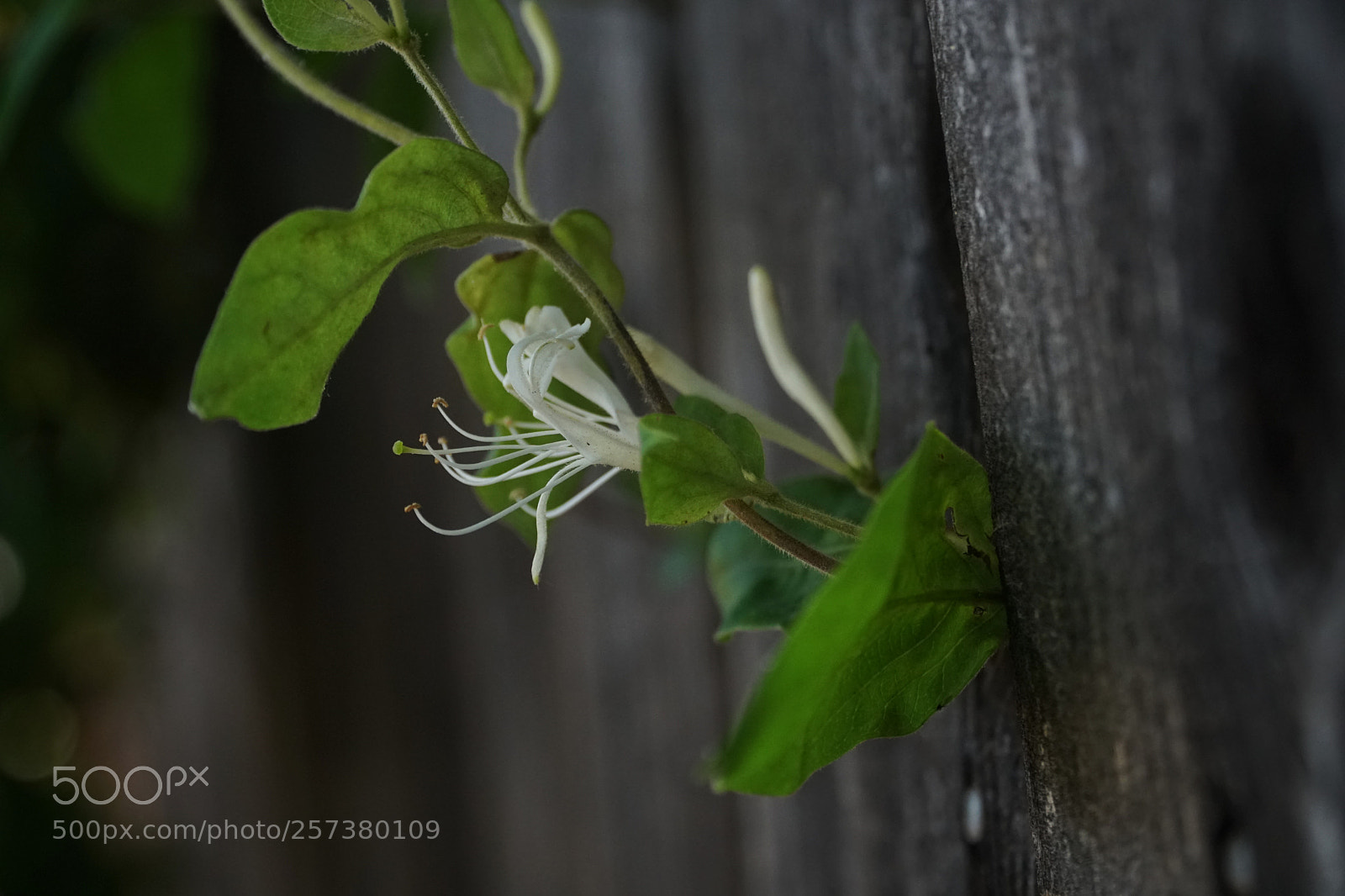 Sony a6500 sample photo. Plant in a fence photography