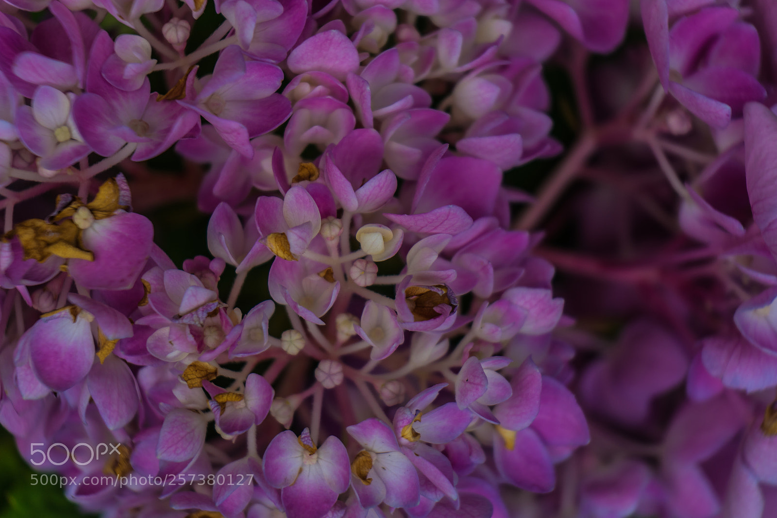 Sony a7 II sample photo. Blooming photography