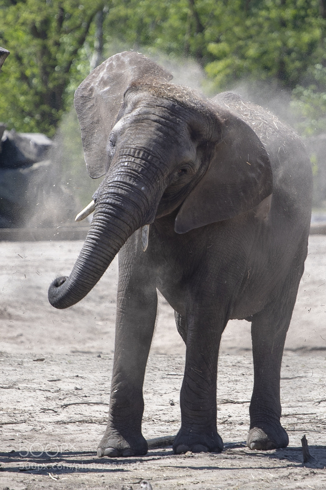 Canon EOS-1D X Mark II sample photo. Dusty elefant photography