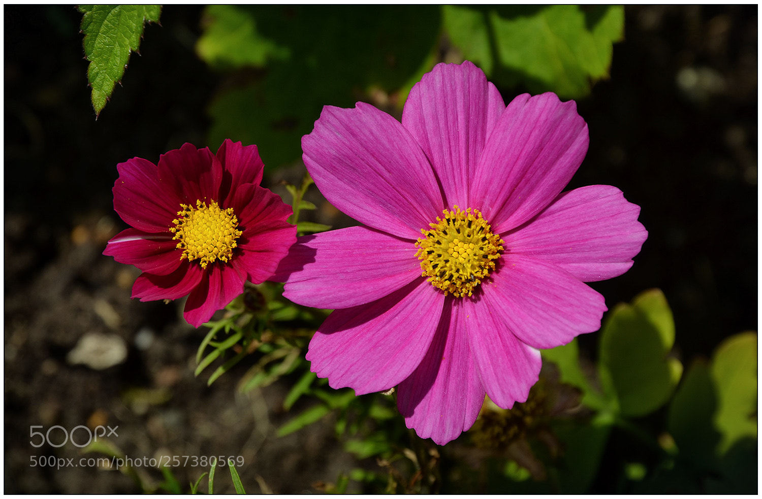Nikon D5100 sample photo. Colourful photography
