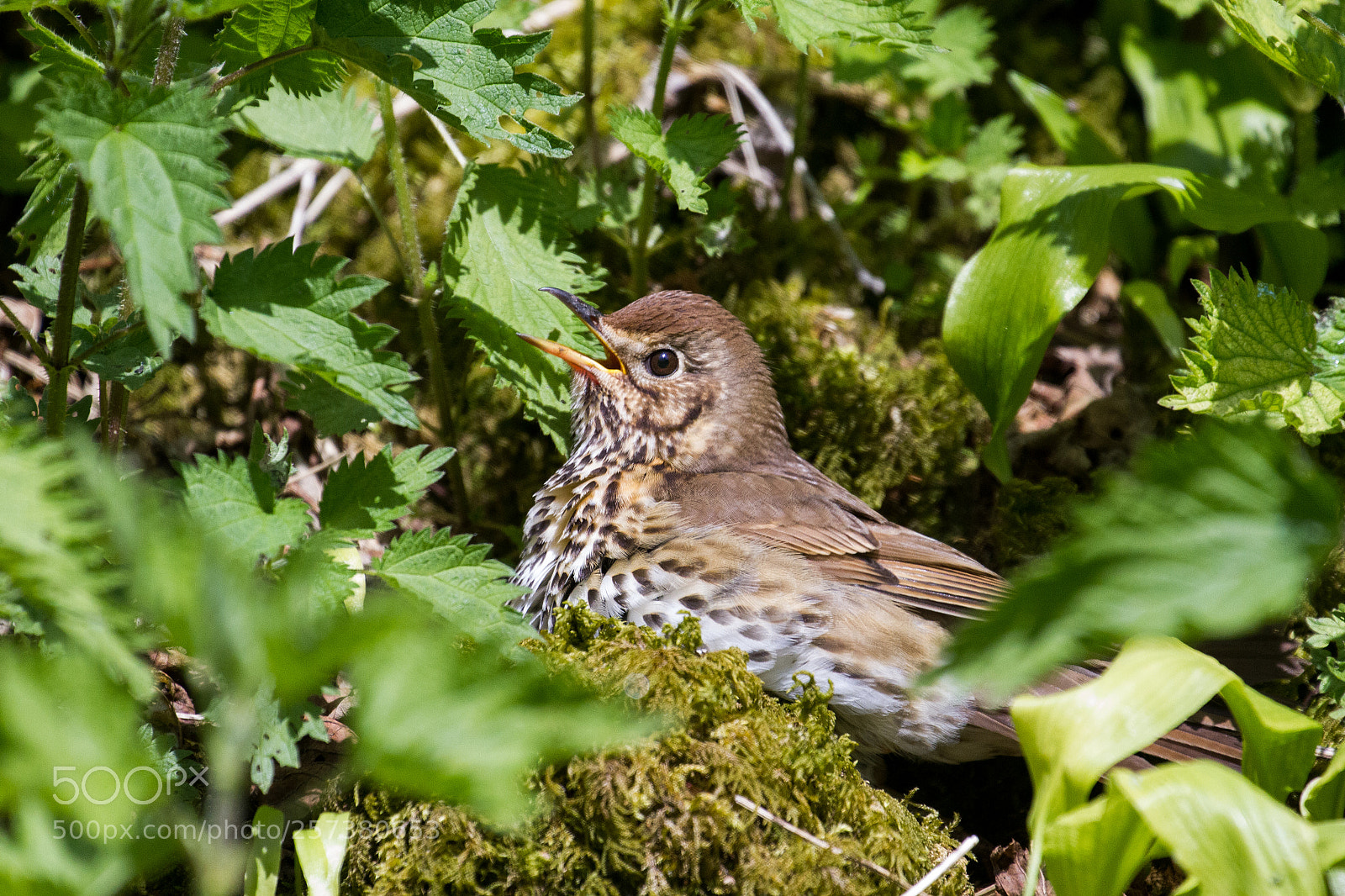 Canon EOS 7D sample photo. Janet's foss thrush photography