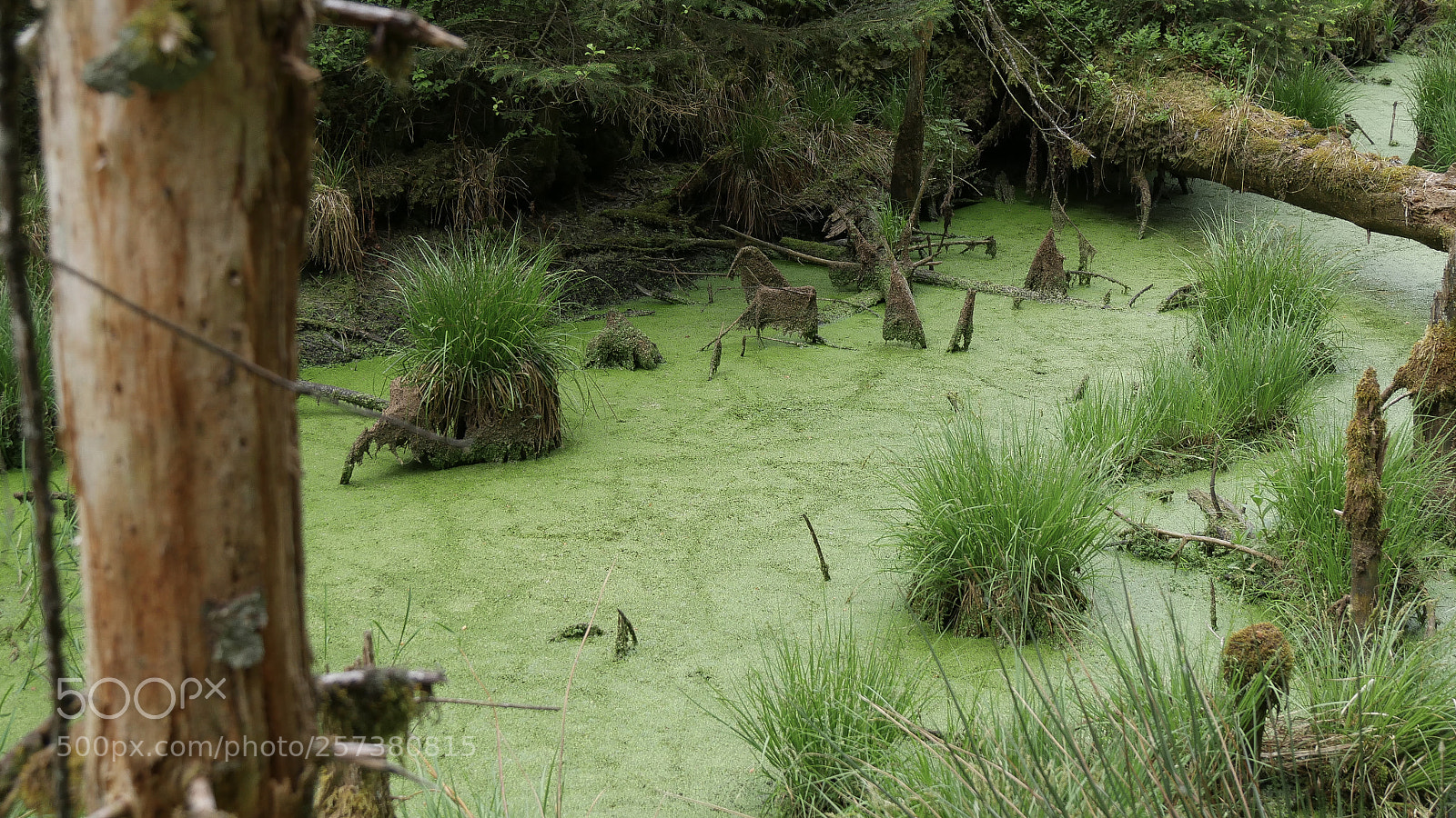Panasonic DMC-G70 sample photo. German nature reserve photography
