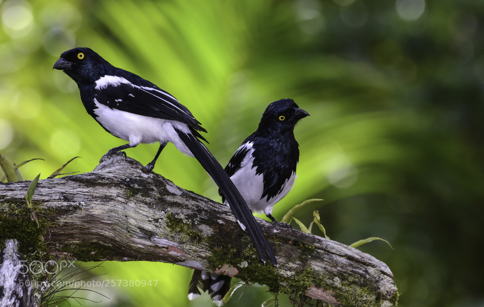 Nikon D7100 sample photo. Magpie tanager photography
