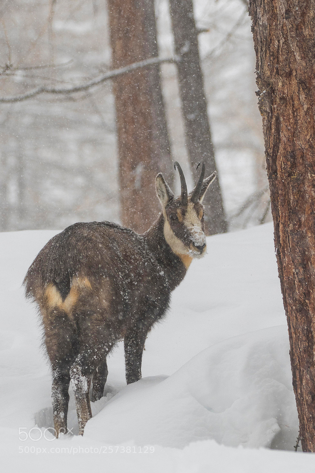 Canon EOS 7D Mark II sample photo. Chamois in winter photography