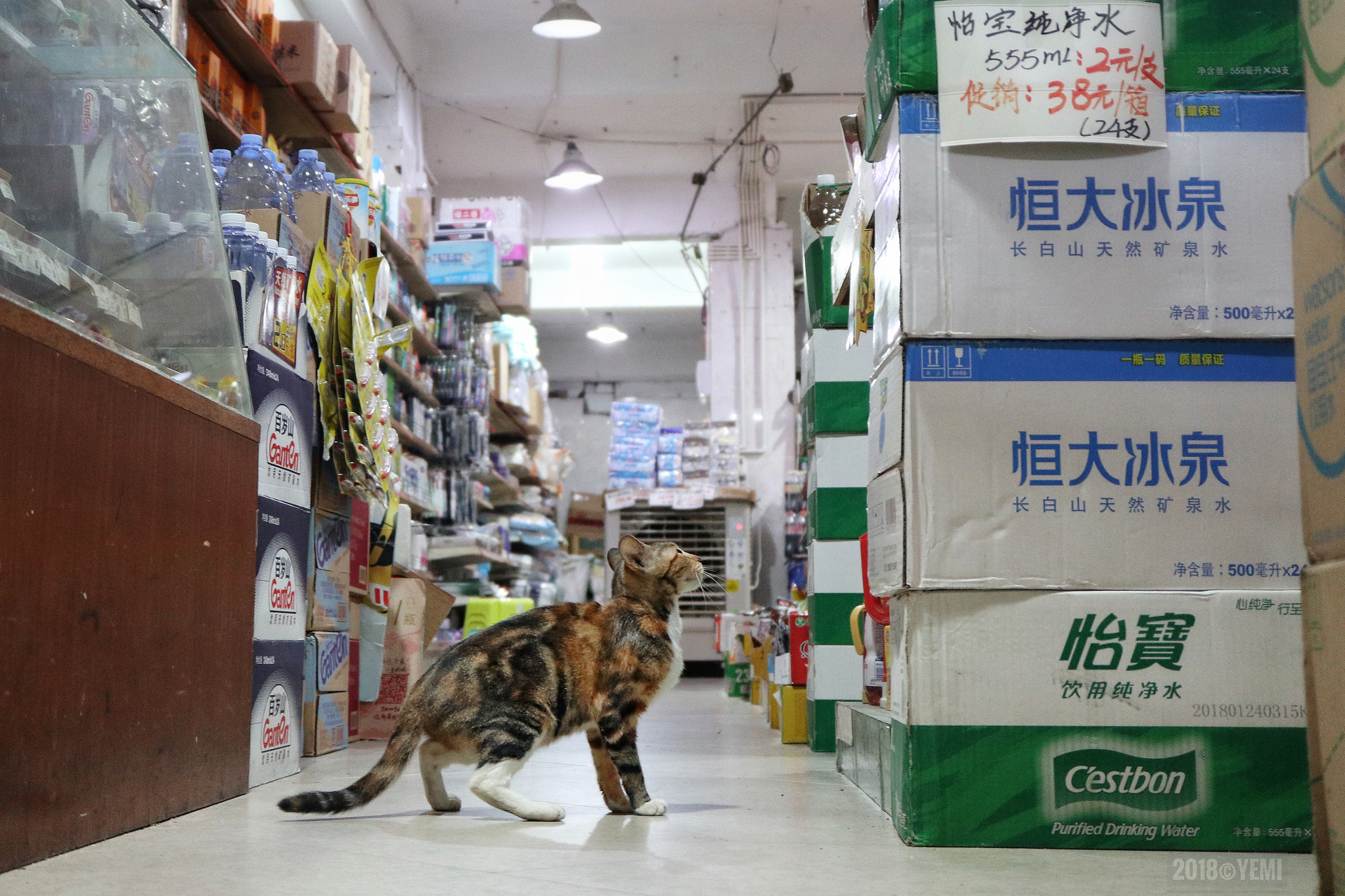 Canon EOS M6 sample photo. The supermarket's cat photography