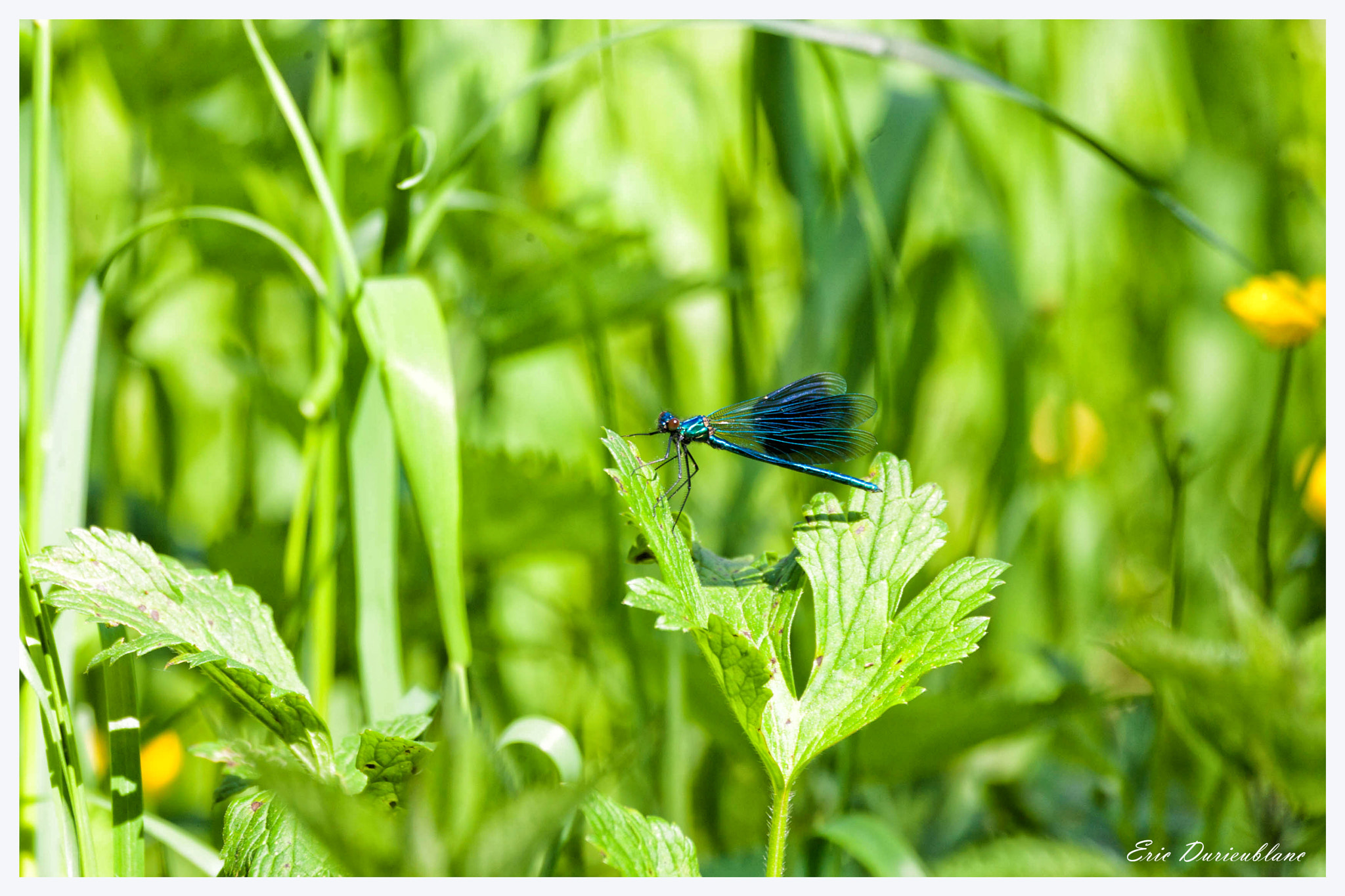 Canon EOS-1D Mark II sample photo