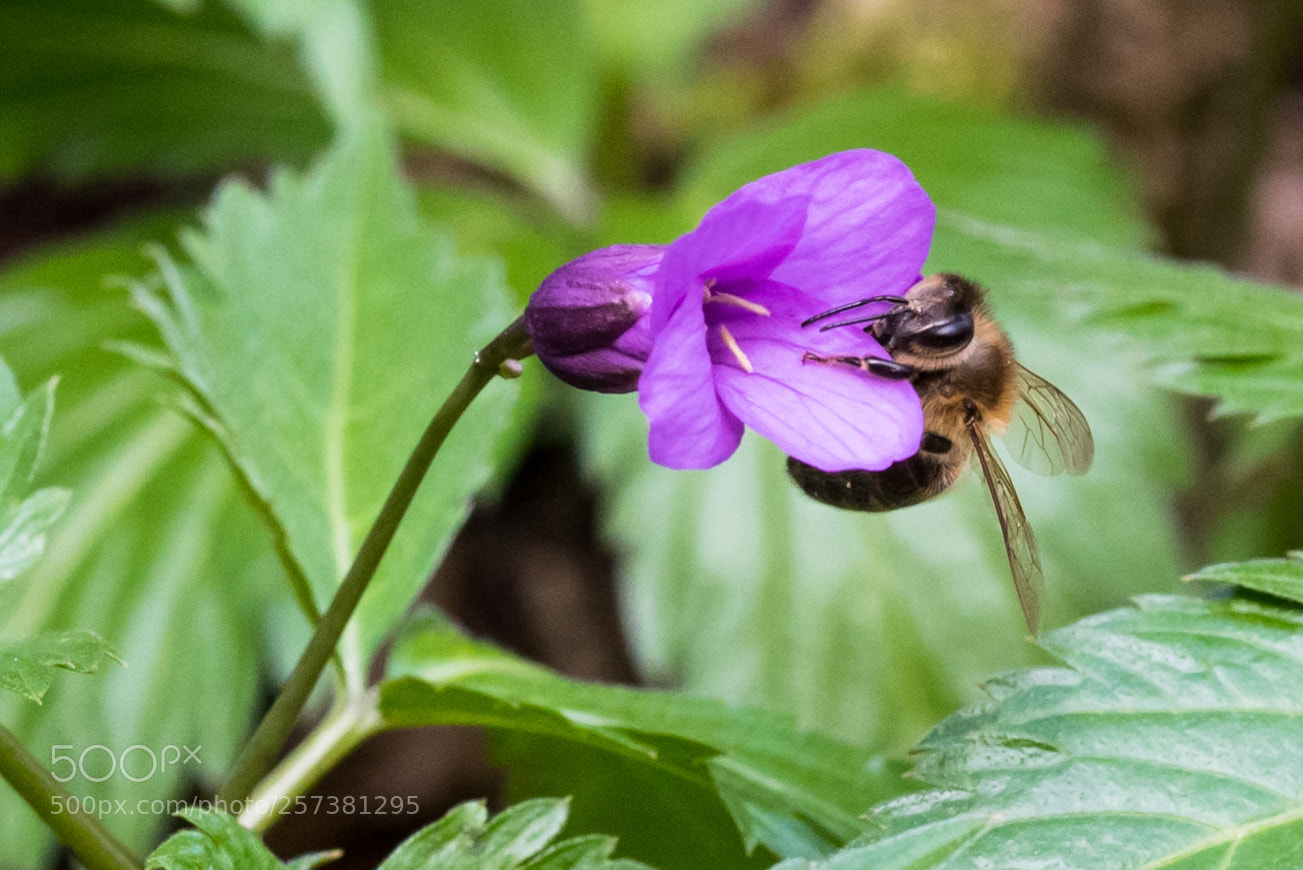 Nikon D750 sample photo. Bee climbing photography
