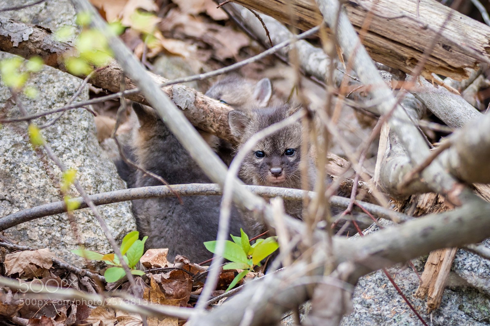 Nikon D500 sample photo. Gray fox kits exploring photography