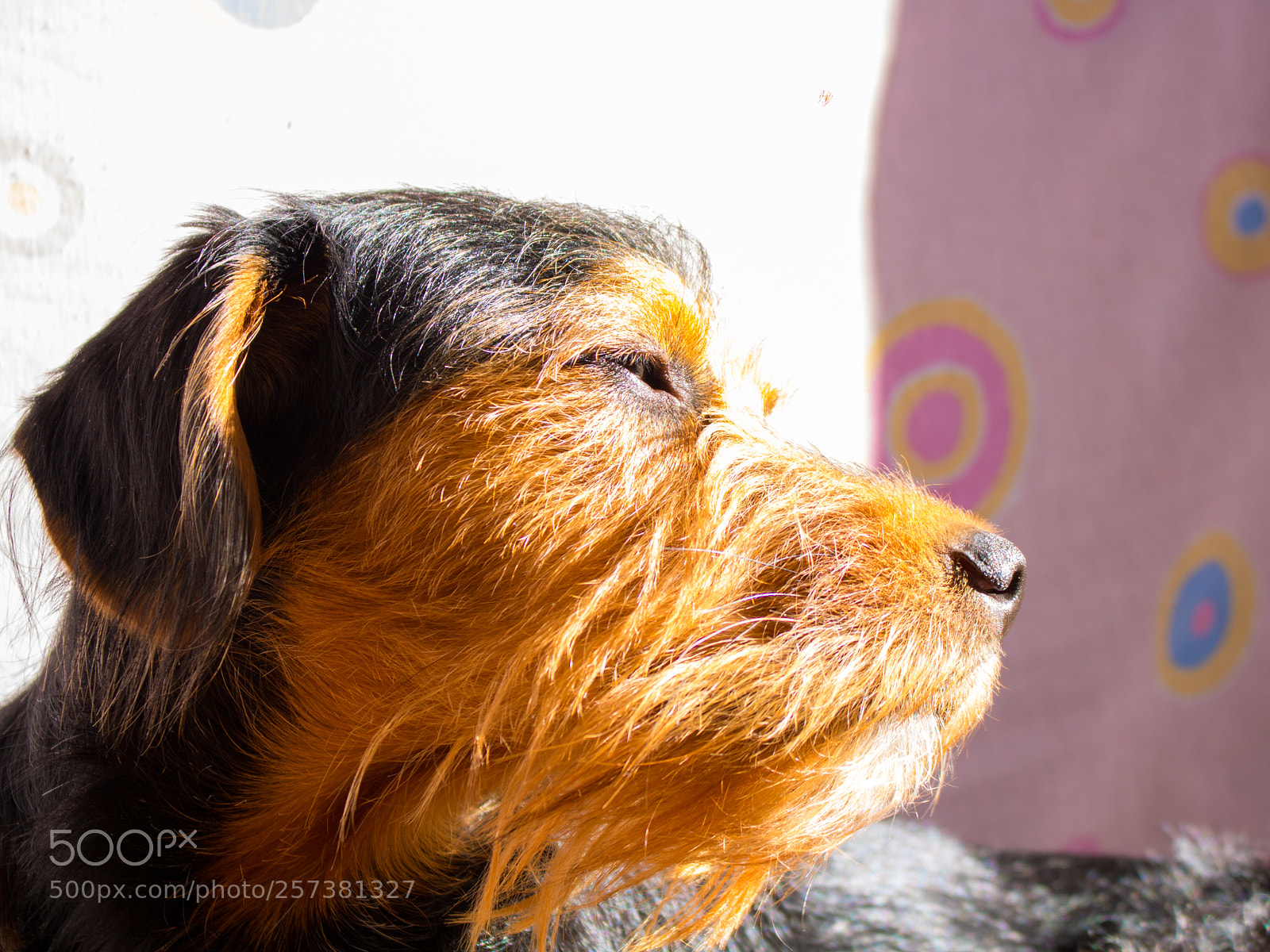 Canon EOS 750D (EOS Rebel T6i / EOS Kiss X8i) sample photo. Dog in the sun photography