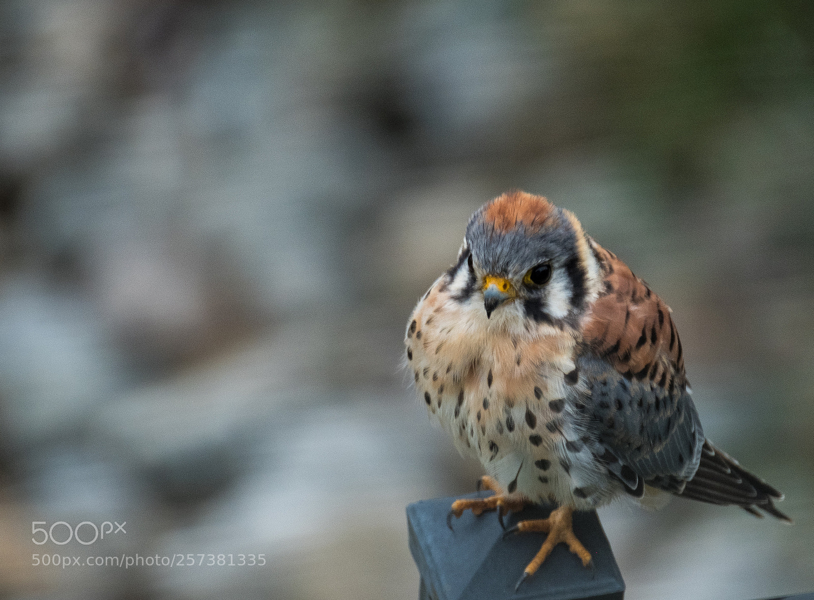 Fujifilm X-T2 sample photo. Talons 3 photography