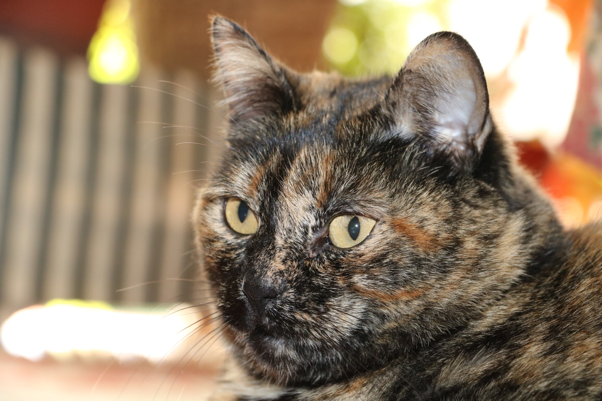 Canon EOS 750D (EOS Rebel T6i / EOS Kiss X8i) sample photo
