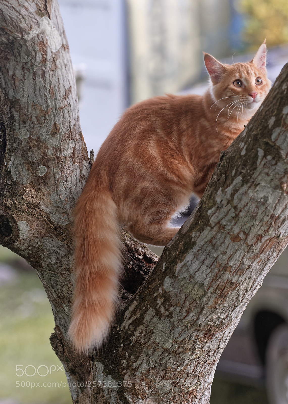 Nikon D800E sample photo. Whats up there photography