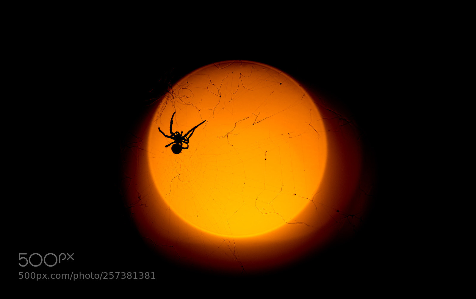Nikon D7200 sample photo. Spider in an egg photography